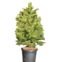 XL Potted Christmas Tree -  Douglas Fir 1.2m Tall 