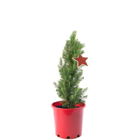 Small Potted Christmas Tree - Picea - 50cm Tall