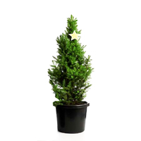 L Potted Christmas Tree - Super Star - 90cm Tall