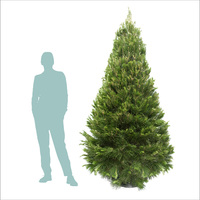 Extra Large Real Christmas Tree (2.4 to 2.7m)