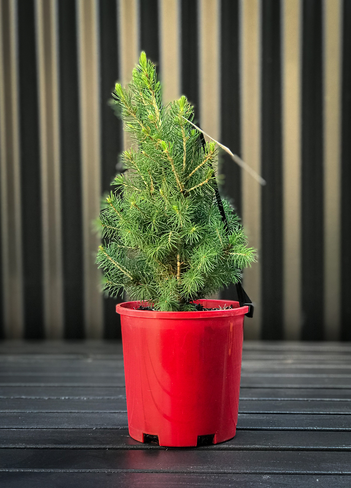 Extra Small Potted Tree (Picea)