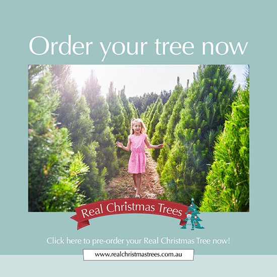 Christmas Decorations Shop Australia Real Christmas Trees