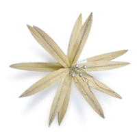 Modern Beige  Christmas Flower Stem with Gold Detail