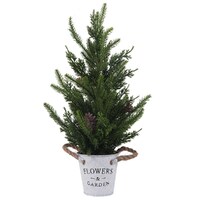 Pine Tree in  White Pot 50cm H