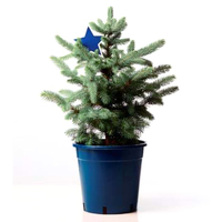 L Potted Christmas Tree - Blue Star - 90cm Tall