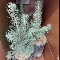 Colarado Blue Spruce Medium 80cm