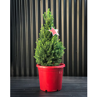 Large Potted Tree (Picea)
