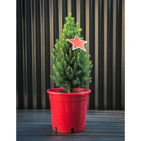 Medium Potted Tree (Picea) 250mm Pot