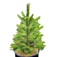 Norway Spruce Medium 90cm tall
