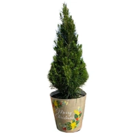 Medium Potted Monterey Pine  Approx. 90cm