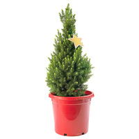 L Potted Christmas Tree - Super Star - 90cm Tall
