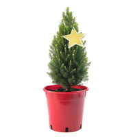 Medium Potted Xmas Tree - Super Star - 70cm Tall