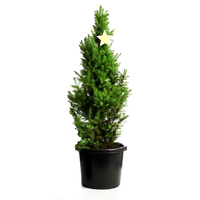XL Potted Xmas Tree - Super Star - 1m Tall