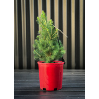 Extra Small Potted Tree (Picea)