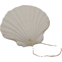 Hanging Natural  Scallop Shell Decoration 12cm