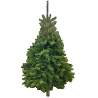 Large Cut Douglas Fir (2.1 to 2.4m) - See info for avail. dates 