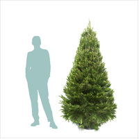 Large Real Christmas Tree (2.1 to 2.4m)