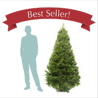 Medium Real Christmas Tree (1.8 to 2.1m)