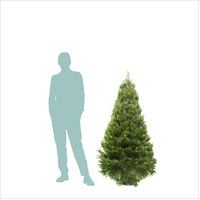Small  Real Christmas Tree (1.5 to 1.8m)