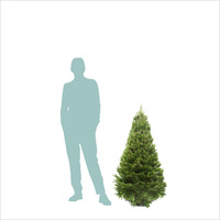 Extra Small Real Christmas Tree (1.2 to 1.5m) 