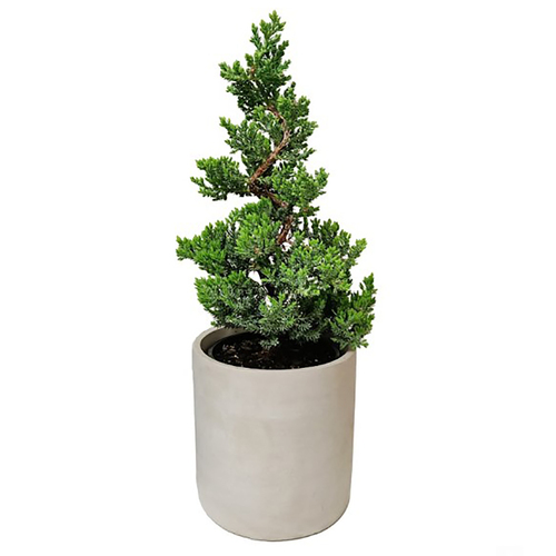 Bonsai Christmas Tree in  140mm Pot