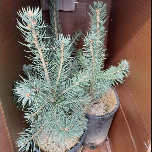 Colarado Blue Spruce Small 60cm