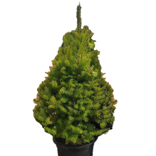 XXL Potted Christmas Tree -  Douglas Fir 1.4m Tall (Due 29 Nov)