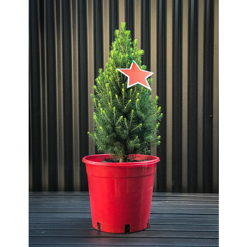 Medium Potted Tree (Picea) 250mm Pot