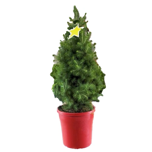 Medium Potted Tree (Picea) 70cm Tall