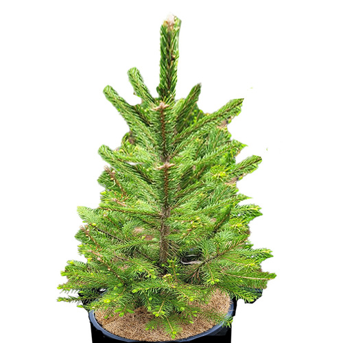 Norway Spruce Medium 90cm tall