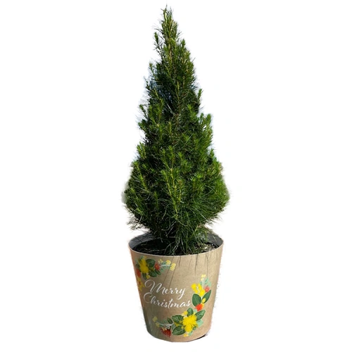 Medium Potted Monterey Pine  Approx. 90cm