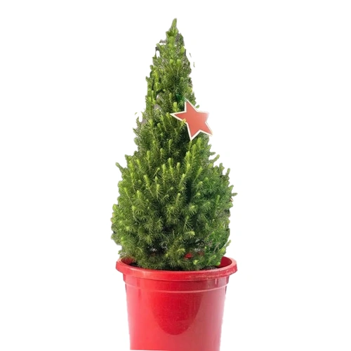 Small Potted Christmas Tree - Picea - 65cm Tall