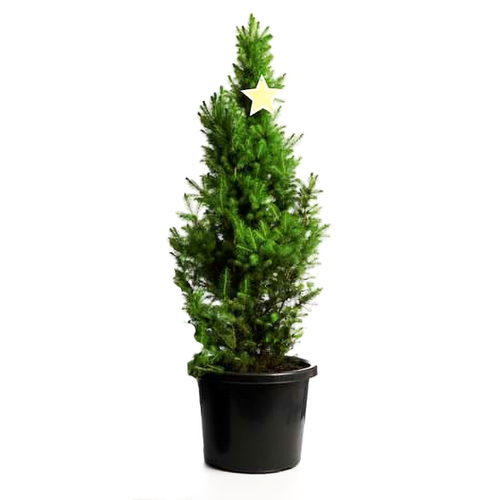 XL Potted Xmas Tree - Super Star - 1m Tall