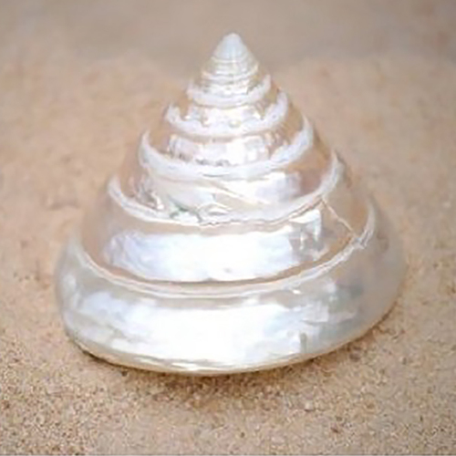 Hanging Natural  Tectus Pyramis Pearlised Shell Decoration 5cm