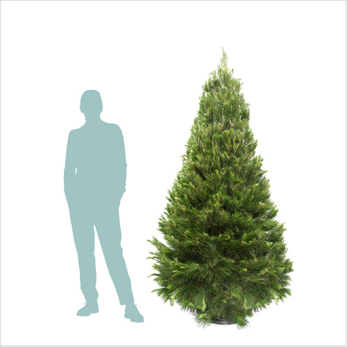 Large Real Christmas Tree (2.1 to 2.4m) B Grade