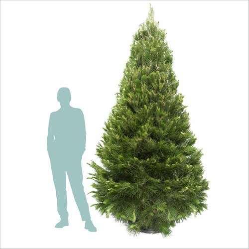 XXL Real Christmas Tree (2.7 to 3m)